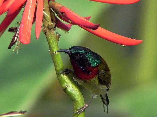 Fork-tailed sunbird